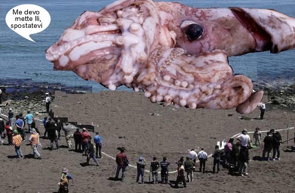 Calamaro Fukushima